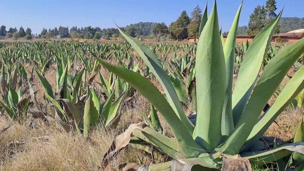 Imagen de portada del listado